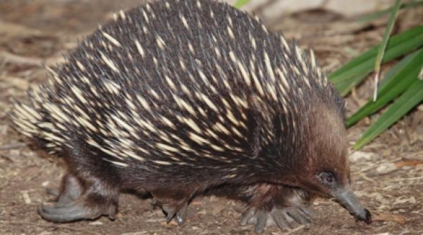 elogiul echidnei