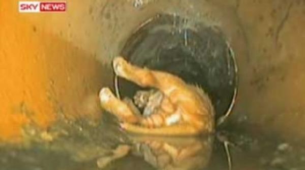 un catelus a supravietuit unei aventuri in vasul de toaleta