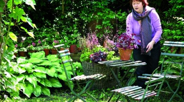 heuchera o planta stralucitoare in gradina umbrita