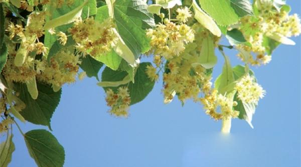 tratamente din flori de tei