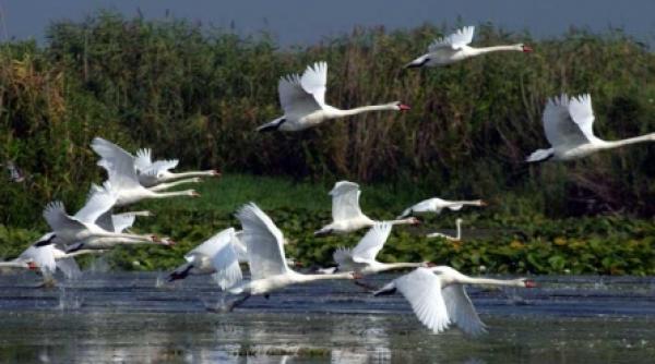 taxa pe delta turistii vor trebui sa plateasca 20 lei de persoana