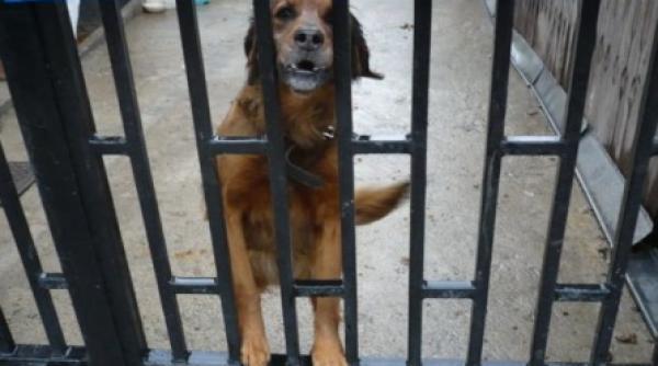 masacrare ilegala de caini vagabonzi in romania