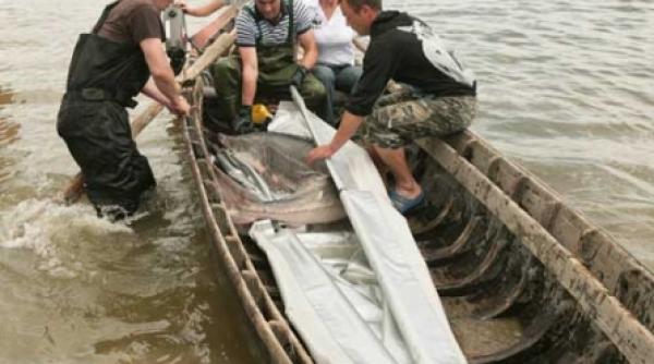 prohibitie degeaba la sturioni