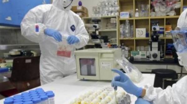 pandemia gripei porcine un accident de laborator