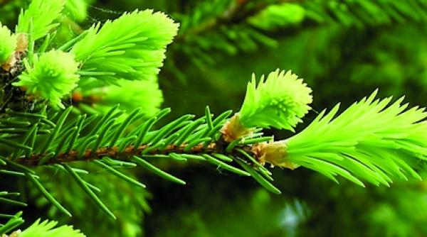 tusea tace cu muguri de brad