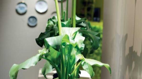 cale elegante pentru interioare dar si pentru gradini