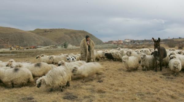 cum a verificat ca oile nu sunt proaste