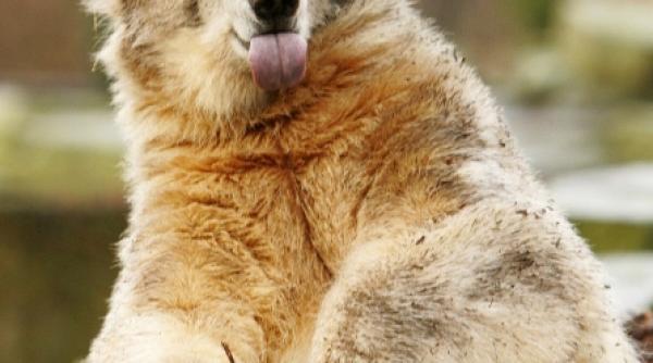 knut ursul senzatie ramane la gradina zoologica din berlin