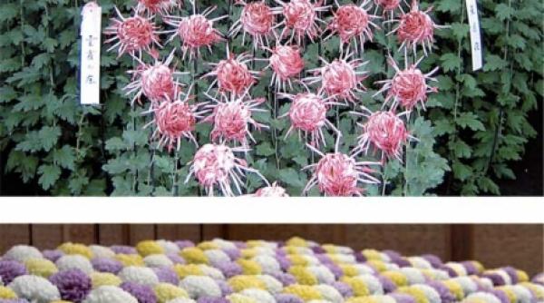 crizantema un adevarat spectacol de forma si culoare