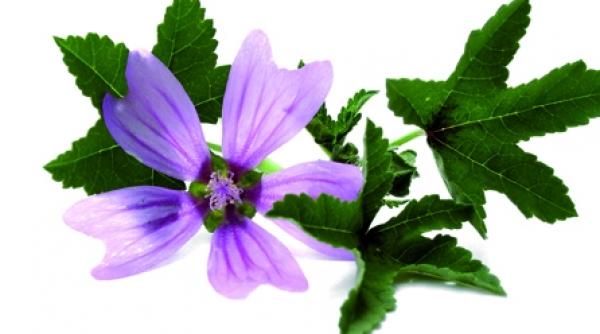 gargara cu nalba de padure contra abceselor