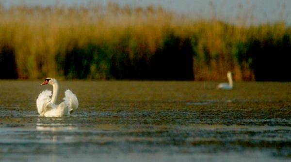 doua companii contesta brandul lui udrea
