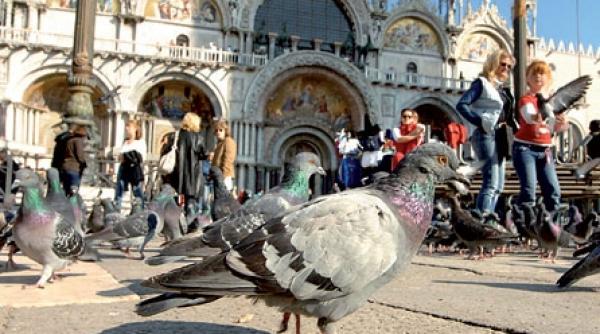 porumbeii critici de arta