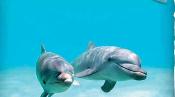 prospetime in camera ta cu albastrul marin