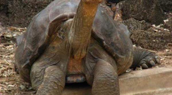 broasca testoasa tata la 90 de ani