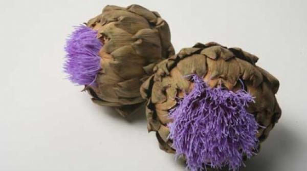 un pranz pe zakynthos