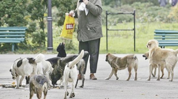 hunedorenii risca sa fie egalati la numar de cainii comunitari