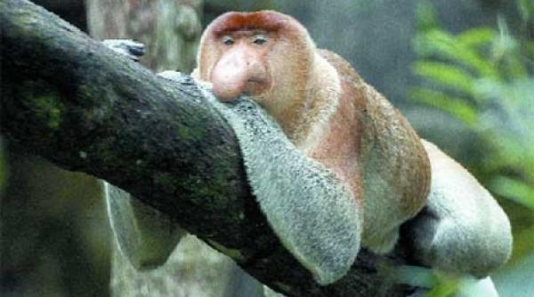 animale rare cu arme neconventionale