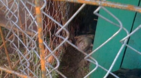 iubitoare de caini un animal de om