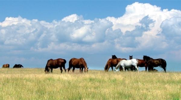 bucate vanatoresti tuici vechi si legende