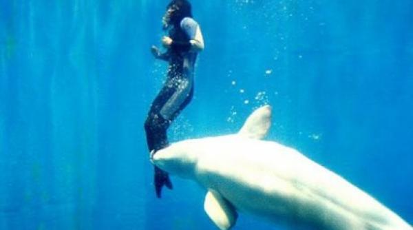 o scufundatoare a fost salvata de la inec de o balena