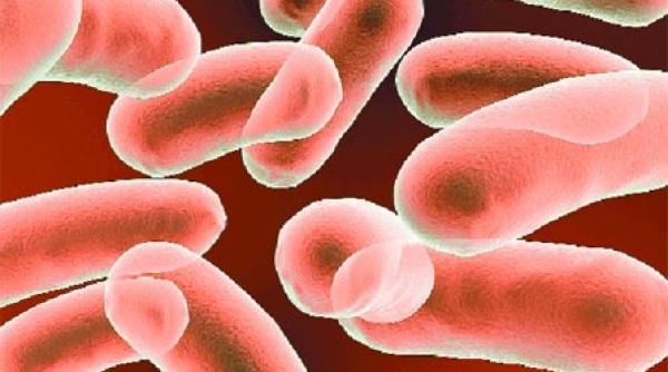 lepra vine din india