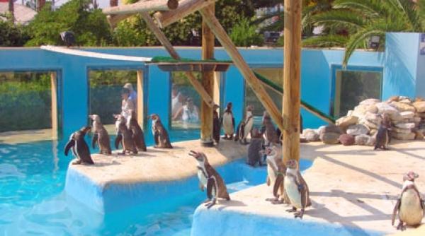 vis de albastru la antibes