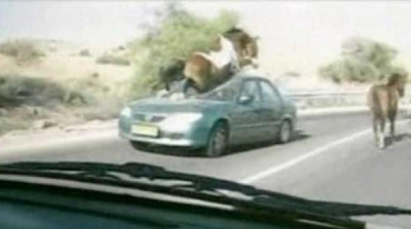 galopand pe autostrada