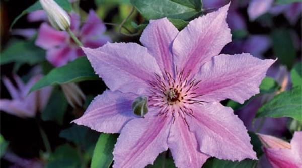 din nou despre clematite