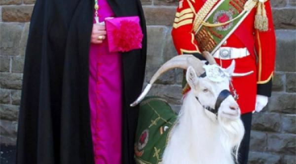 doliu la buckingham a murit capra mascota a regimentului de garda