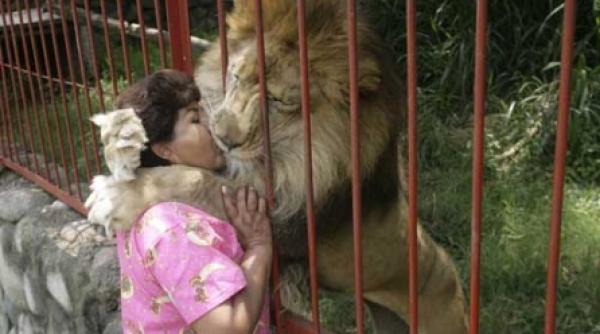 regasirea leului ratacitor