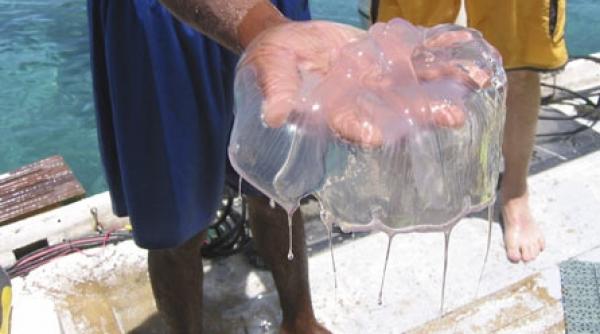 meduzele apa si sapunul