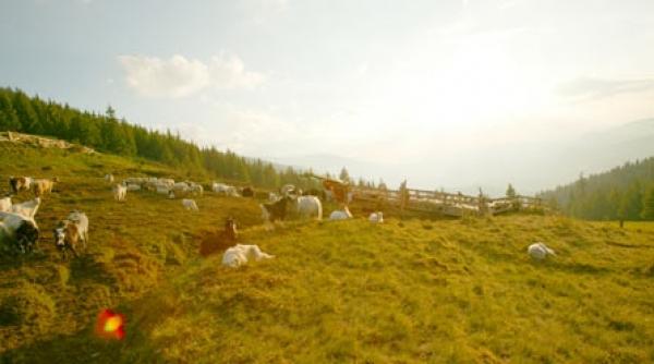 parcul national apuseni devine pasune