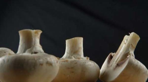 intoxicatii cu ciuperci