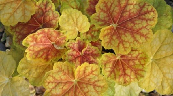 noutati de la expozitiile europene