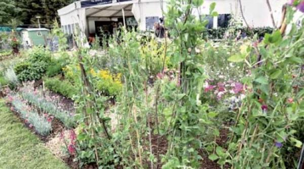 mai multa atentie pentru gradina de legume