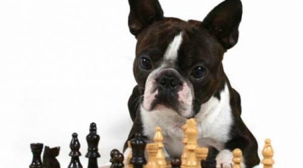 spune mi ce rasa esti ca sa ti spun cine esti