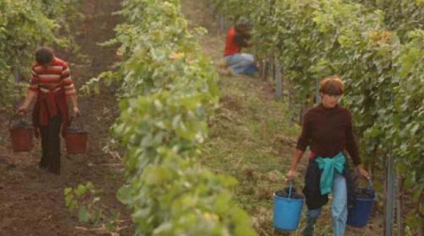 vin bun in an de criza