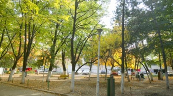 consilierii generali vor sa controleze defrisarile din capitala