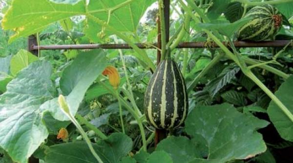 o gradina de legume reusita depinde de cat de mult o doriti