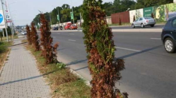 tuia de milioane uscat pe marginea dn 1