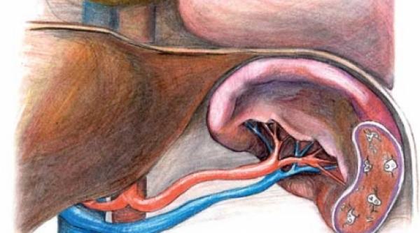 splina armata noastra de aparare