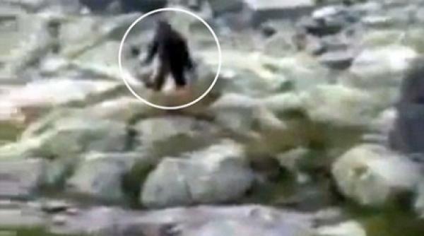 yeti e polonez si pervers