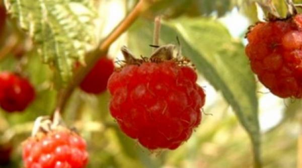 zmeura mioritica la mare cautare in germania si italia