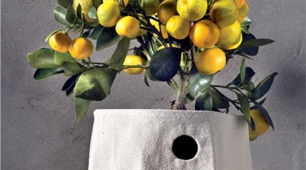 altoirea citricelor nu este necesara