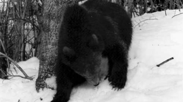 doi salbatici si o lectie