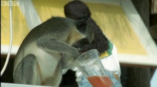 din seria ciudateniile naturii ati vazut maimute bete