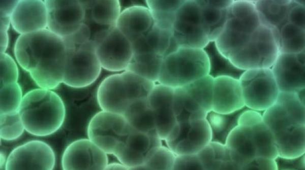 atentie virusurile hepatitice