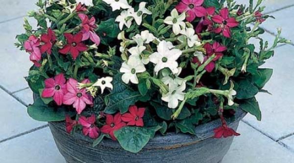 flori parfumate si multicolore