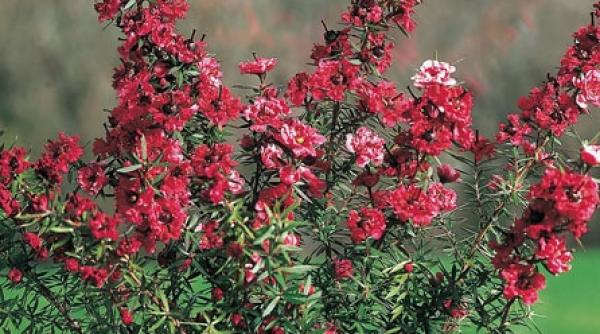 un arbust rar si original