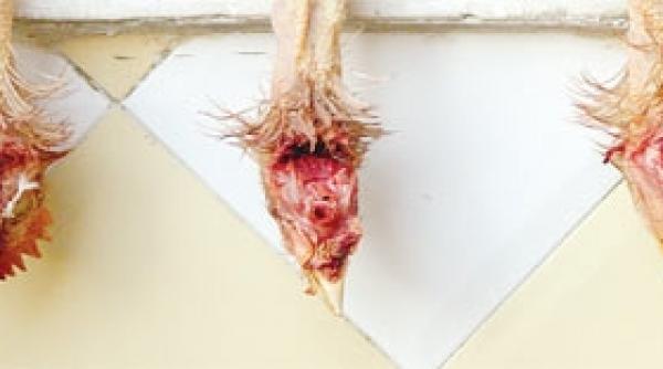 puiul cu doua tartite